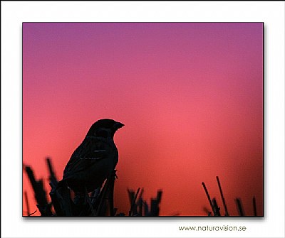 Sparrow silhouette