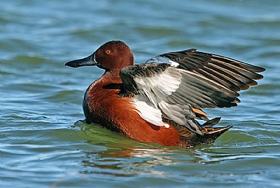 Nuptial Plumage