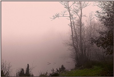 Lake in the fog...