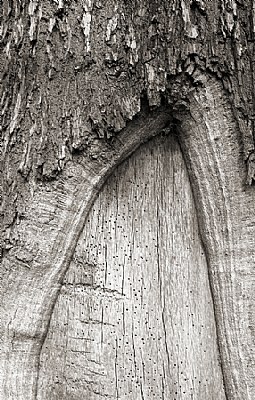 Arboreal portal