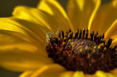 Bugged Sunflower