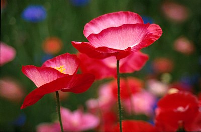 Shirley Poppies