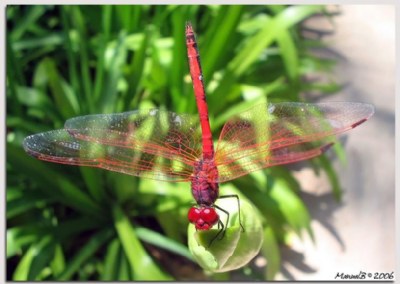 Red Dragon-fly