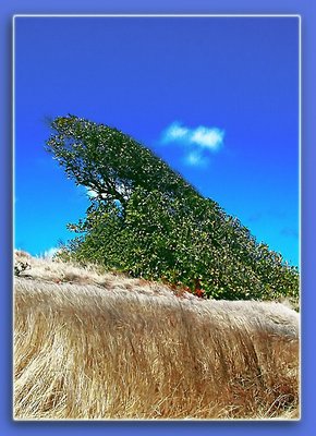 Windy tree