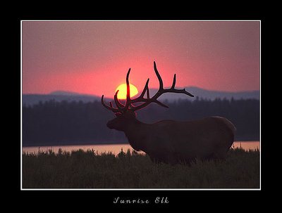 Sunrise Elk