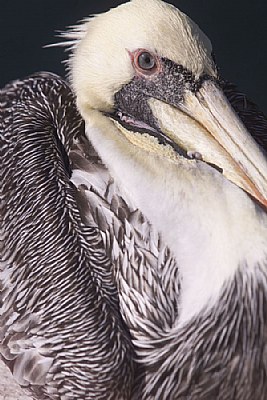 pelicano serio
