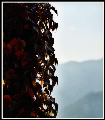 The ivy and the sky