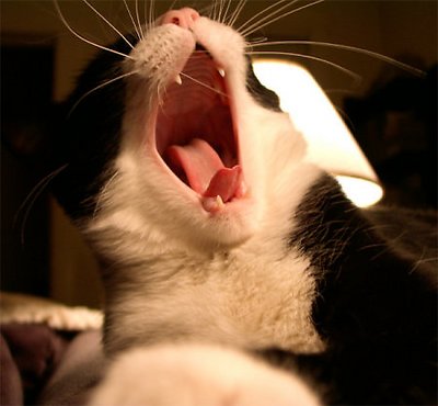 Singing Cat