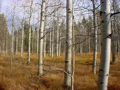 Row of Trees