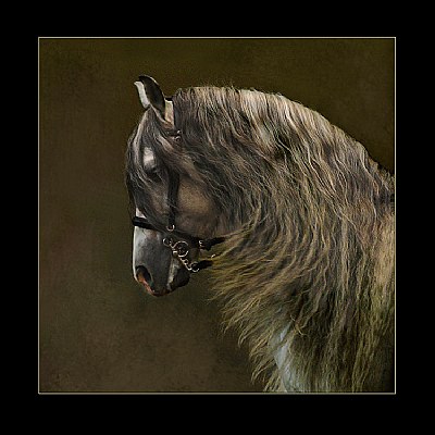 Portrait of Andalusian stallion