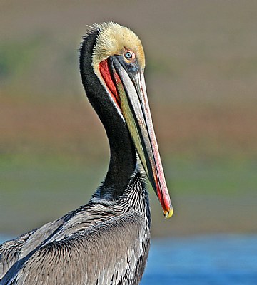 Methamorphosis of the Pelican