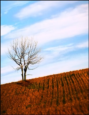 Tree in the sun