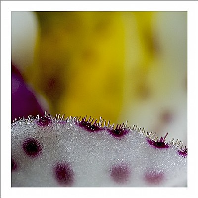 flora- closeup - 17