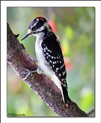 Hairy  Woodpecker 