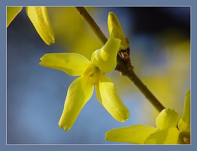 Forsythia