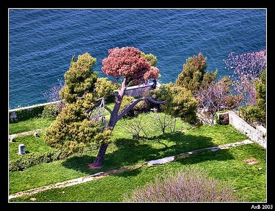 Tree & Sea