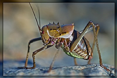 Corn Cricket