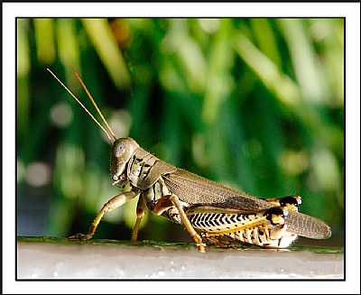 Grasshopper