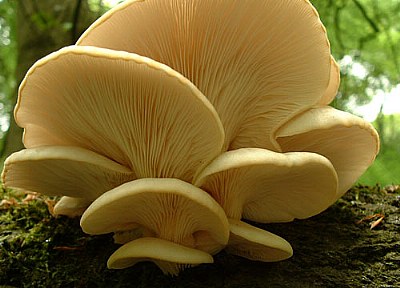 Fungi