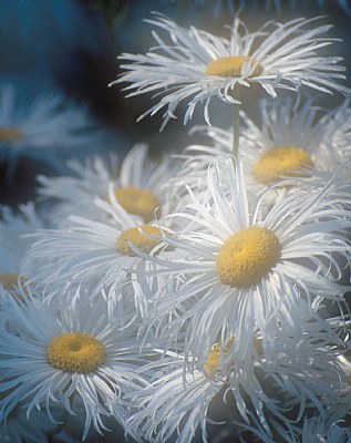 White Daisies