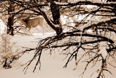 deer and branches