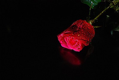 Your Rose