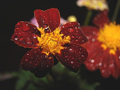 rain flowers