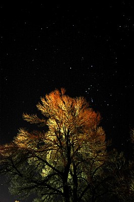 Tree & Stars