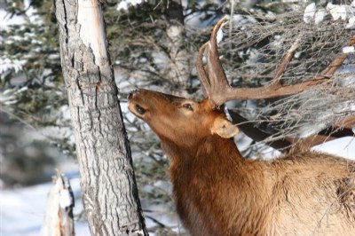 Elk