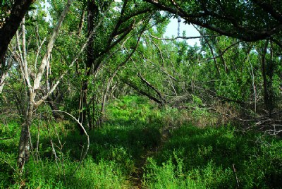 Follow the trail