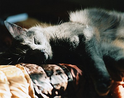Sleeping Beauty