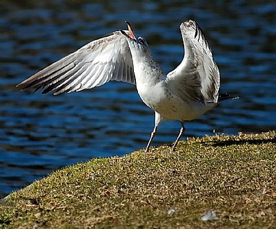 Gull Howling