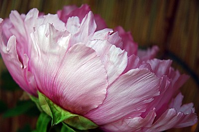 Winter Peony - a profile