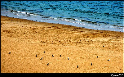 Seagulls on the beach