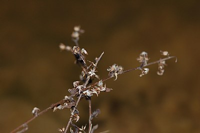 Brookside Plant Macro 3
