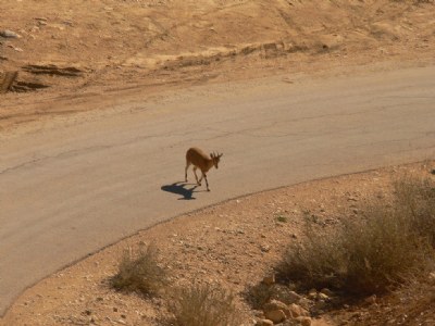 Jaywalker