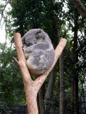 Sleeping Koala