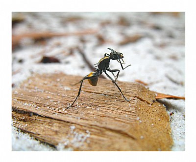 Ant