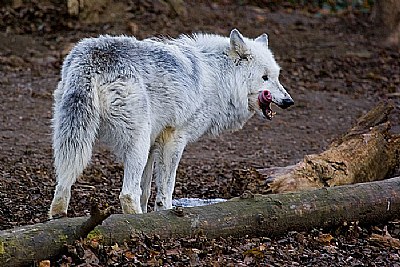 Wolf