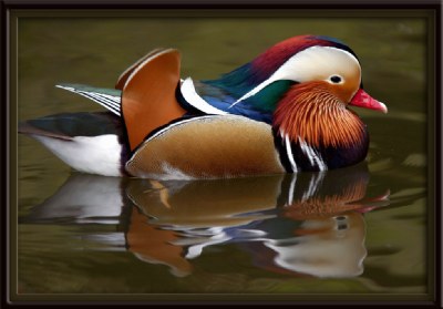 Mandarin Duck