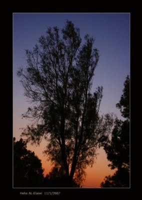 Sunset Behind the Tree