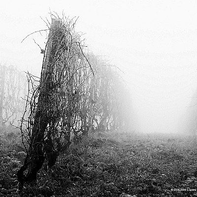 vineyard in fog