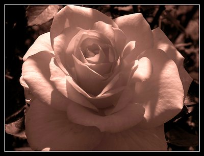 Sepia Rose