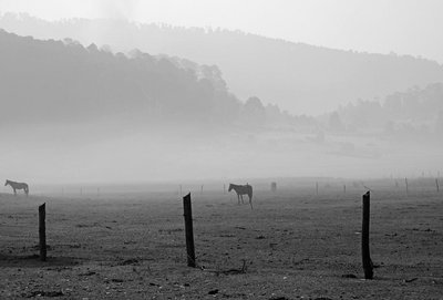 Fog and Horses