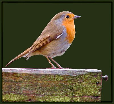 Robin