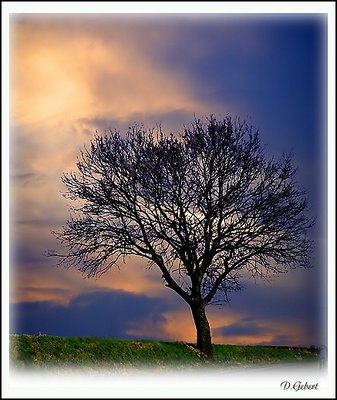 Tree at dusk