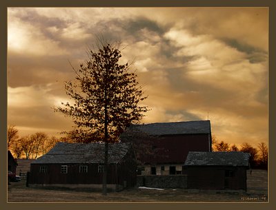 Barn and the Tree