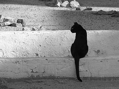 Black Cat..