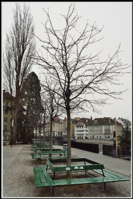 Grey trees and green banks