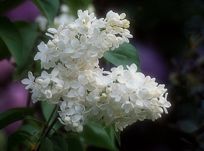 White Lilacs